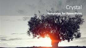  Presentation with lonely - Amazing presentation theme having lonely tree in field backdrop and a gray colored foreground