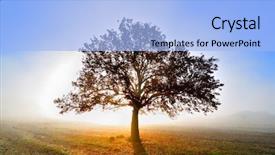  Presentation with lonely - PPT theme having lonely tree on field background and a light blue colored foreground