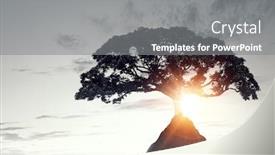  Presentation with lonely - Slide set having lonely tree on rock top mixed media background and a gray colored foreground