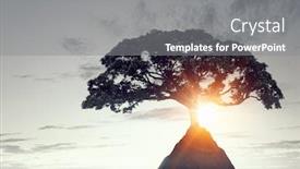  Presentation with lonely - Slide set featuring lonely tree on rock top mixed media background and a gray colored foreground