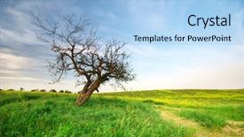  Presentation with lonely - Audience pleasing slides consisting of lonely tree on sundown nature backdrop and a  colored foreground