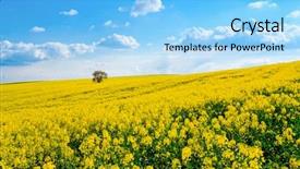  Presentation with lonely - PPT layouts having tree on the blooming colza background and a light blue colored foreground