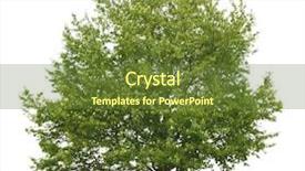  Presentation with white birch tree - Audience pleasing PPT theme consisting of lonely tree on white background backdrop and a  colored foreground