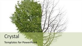  Presentation with white birch tree - Cool new PPT layouts with lonely tree on white background backdrop and a yellow colored foreground