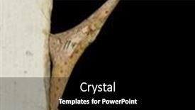  Presentation with chrysalis - Presentation design enhanced with long-and-narrow-chrysalis background and a black colored foreground