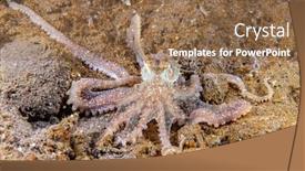  Presentation with octopus - Beautiful theme featuring long-arm-octopus-crawls backdrop and a tawny brown colored foreground