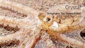  Presentation with octopus - Theme having long-arm-octopus-crawls background and a coral colored foreground
