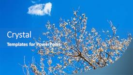  Presentation with olive tree - Slide set having long-awaited-spring-in-israel background and a teal colored foreground