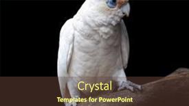  Presentation with australian - Presentation design with long-billed-corella-also-known background and a tawny brown colored foreground