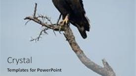  Presentation with serengeti africa - Colorful slides enhanced with long-crested-eagle-lophaetus-occipitalis backdrop and a light blue colored foreground