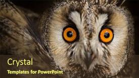  Presentation with photo - Presentation theme having long-eared owl asio otus portrait photo background and a tawny brown colored foreground