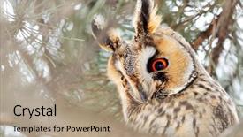  Presentation with winter - PPT theme having owls eyes - long-eared owl asio otus background and a coral colored foreground