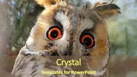  Presentation with long term care elderly - Audience pleasing slide set consisting of close up portrait bird - long-eared owl asio otus backdrop and a tawny brown colored foreground