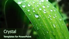  Presentation with element - Beautiful presentation theme featuring long grass - leaf in dark element backdrop and a tawny brown colored foreground