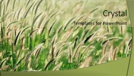  Presentation with cereal - Amazing presentation having long grass - tropical wild cereal meadow backdrop and a  colored foreground