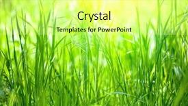  Presentation with meadow - Colorful presentation theme enhanced with long grass meadow closeup backdrop and a blonde colored foreground