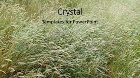  Presentation with grass meadow friendship youth - PPT layouts having long grasses in a meadow background and a mint green colored foreground