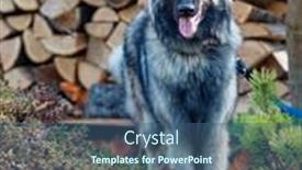  Presentation with name - Theme enhanced with long-haired-belgian-shepherd-dog background and a ocean colored foreground