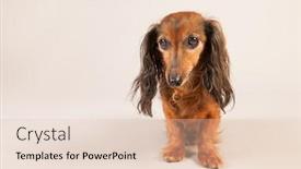  Presentation with dachshund - Audience pleasing PPT layouts consisting of long haired dachshund on beige background backdrop and a lemonade colored foreground