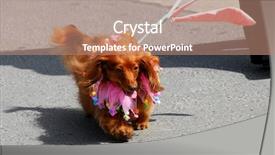  Presentation with long term care elderly - Presentation design featuring long haired daschund dressed up background and a  colored foreground