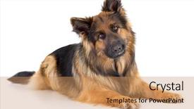  Presentation with german shepherd two young puppys - Slide set featuring long-haired german shepherd dog background and a coral colored foreground