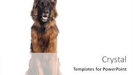 Presentation with german - PPT layouts having long-haired-german-shepherd-panting background and a white colored foreground