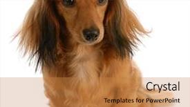  Presentation with dachshund - Audience pleasing presentation consisting of long haired miniature dachshund female sitting on white background backdrop and a gold colored foreground