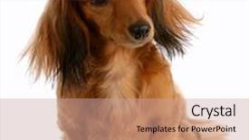  Presentation with dachshund - Slides enhanced with long haired miniature dachshund sitting with reflection on white background background and a coral colored foreground