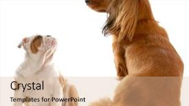  Presentation with dachshund - Presentation design enhanced with long haired miniature dachshund sitting background and a coral colored foreground