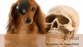  Presentation with skull - Beautiful PPT theme featuring long haired miniature dachshund wearing eye patch laying beside skull backdrop and a coral colored foreground