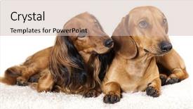  Presentation with dachshund - Presentation consisting of long haired miniature dachshund and standard dachshund background and a soft green colored foreground