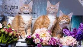  Presentation with maine - PPT theme featuring long haired red orange kitten maine coon background and a light blue colored foreground