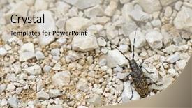  Presentation with brown - Colorful PPT layouts enhanced with long horn beetle with dark backdrop and a soft green colored foreground