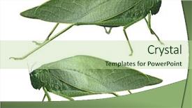  Presentation with long term care elderly - PPT theme having long-horned grasshoppers tettigoniidae leafhopper background and a mint green colored foreground