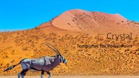  Presentation with orange - Presentation theme featuring long-horned-oryx-antelope-majestic background and a gold colored foreground