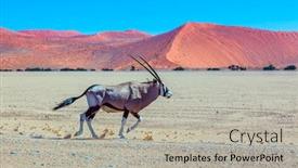  Presentation with orange - Amazing PPT theme having long-horned-oryx-antelope-majestic backdrop and a light gray colored foreground