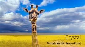  Presentation with savanna - Amazing slide deck having long-necked-giraffe-with-beautiful backdrop and a gold colored foreground