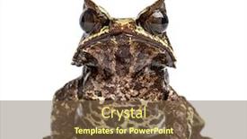  Presentation with frog - Amazing presentation theme having long-nosed-horned-frog-facing backdrop and a tawny brown colored foreground