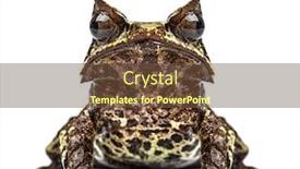  Presentation with frog - PPT theme featuring long-nosed-horned-frog-facing background and a tawny brown colored foreground