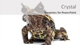  Presentation with frog - PPT layouts consisting of long-nosed-horned-frog-facing background and a light gray colored foreground