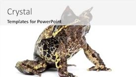  Presentation with frog - Presentation theme consisting of long-nosed-horned-frog-megophrys background and a white colored foreground