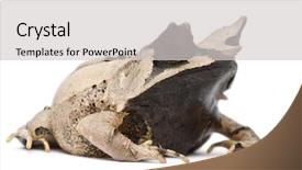  Presentation with frog - Presentation theme featuring long-nosed-horned-frog-megophrys background and a light gray colored foreground