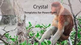  Presentation with national - Presentation theme with proboscis - long nosed in bako national background and a light gray colored foreground