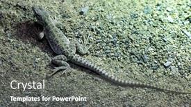  Presentation with wildlife - Presentation theme with long-nosed-leopard-lizard-gambelia background and a gray colored foreground