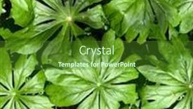  Presentation with plant - Cool new slide deck with long-point-state-park-plant backdrop and a forest green colored foreground