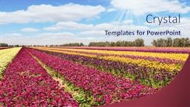  Presentation with rural tourism concept - PPT theme enhanced with long-stripes-of-large-yellow background and a sky blue colored foreground