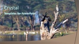  Presentation with kenya - Theme consisting of long-tailed-cormorant-microcarbo-africanus background and a  colored foreground