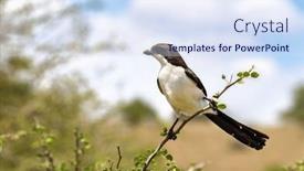  Presentation with family africa - Presentation design with long-tailed-fiscal-shrike-lanius background and a sky blue colored foreground