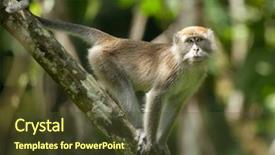  Presentation with tropical rainforest - Slide deck having long tailed macaque in tropical background and a tawny brown colored foreground
