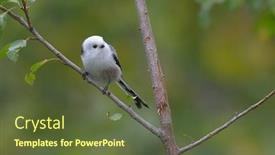  Presentation with natural - Beautiful PPT theme featuring long-tailed-tit-in-natural backdrop and a tawny brown colored foreground